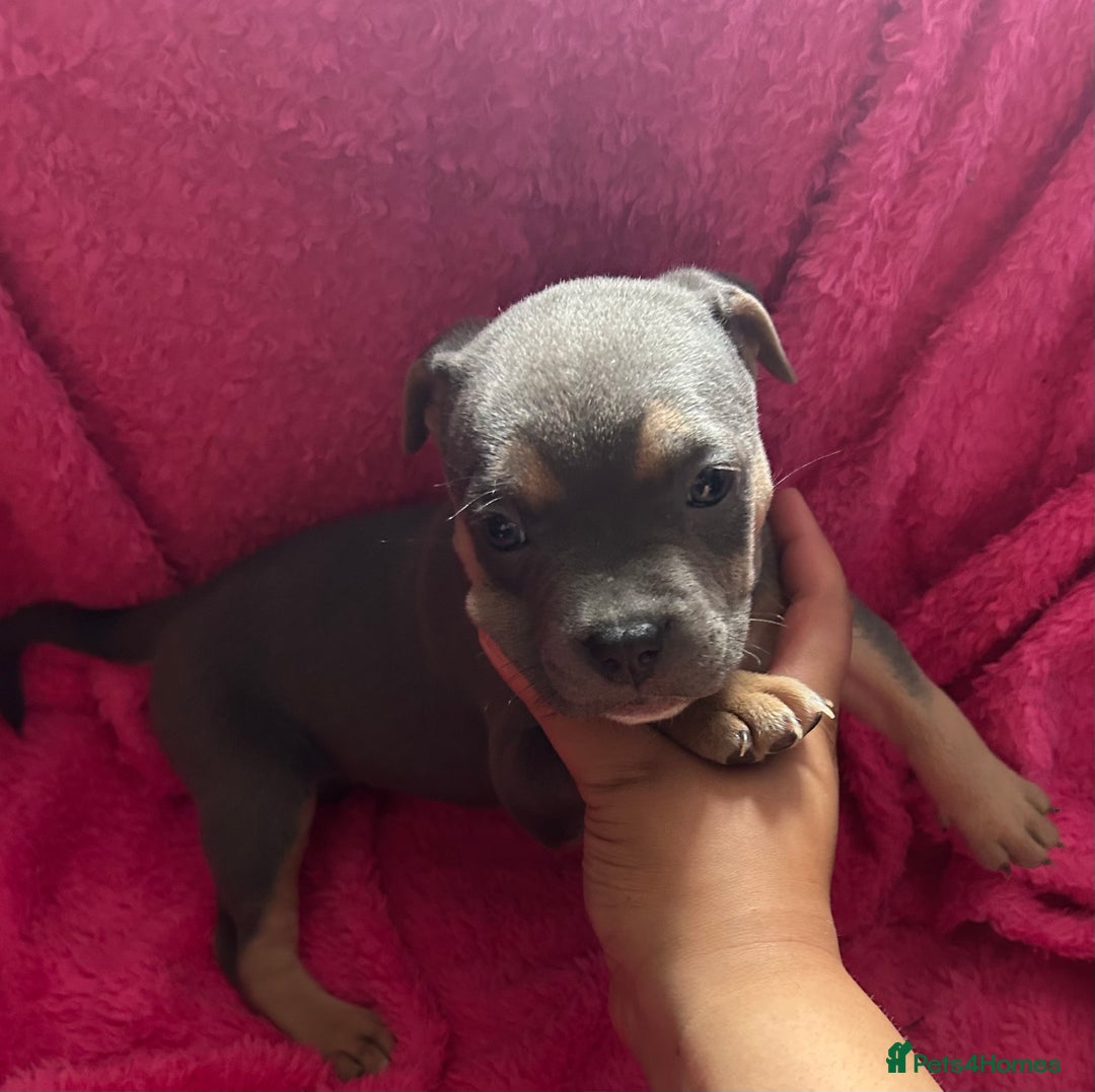 Mixed Breed dogs for sale: Beautiful chunky bully cross staffy pups tri /fawn - Image 4
