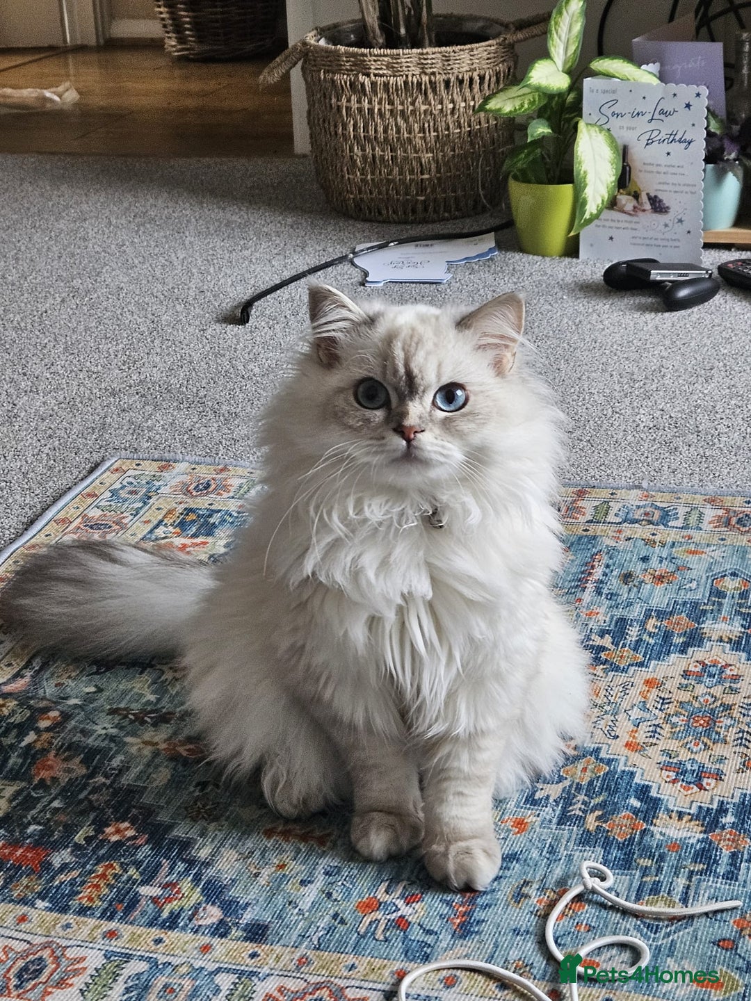 Scottish Fold cats for sale: Scottish Straight Longhair Male Neutered Blue Eyes - Advert 1