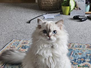 Scottish Fold cats Scottish Straight Longhair Male Neutered Blue Eyes - Advert 2