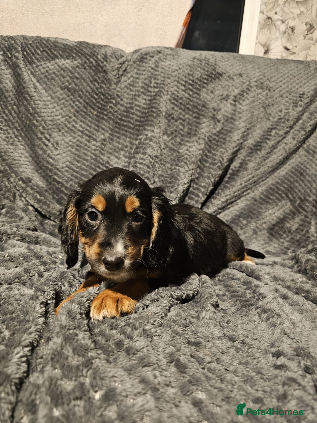 Cocker Spaniel dogs for sale: Cocker spaniels puppy's  - Advert 25