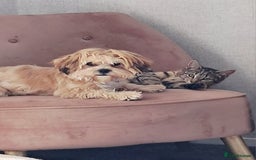 Shorkie dogs for sale: Beautiful Pixie needs forever home - Image 6