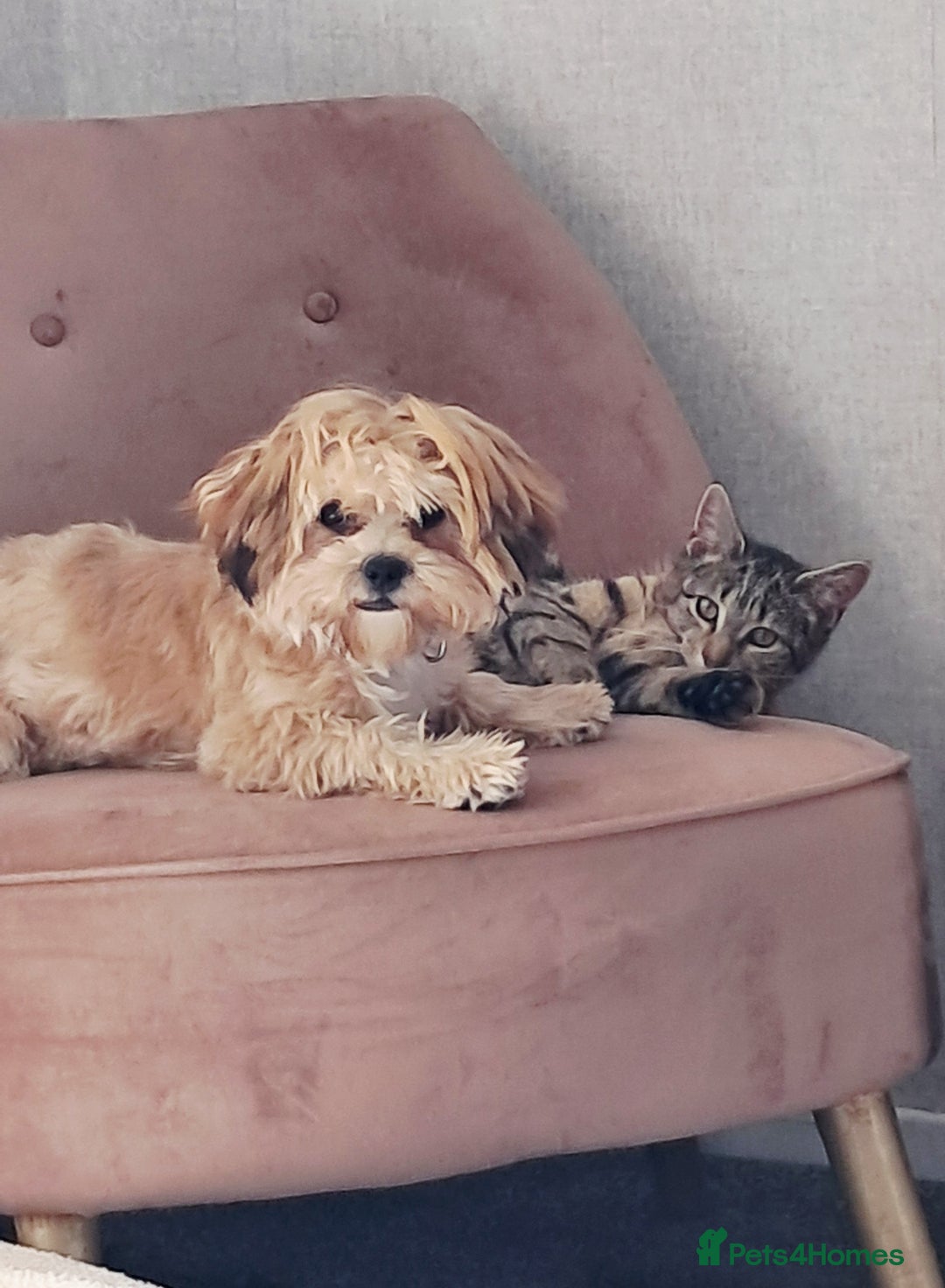 Shorkie dogs for sale: Beautiful Pixie needs forever home - Image 6