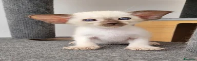 Boris