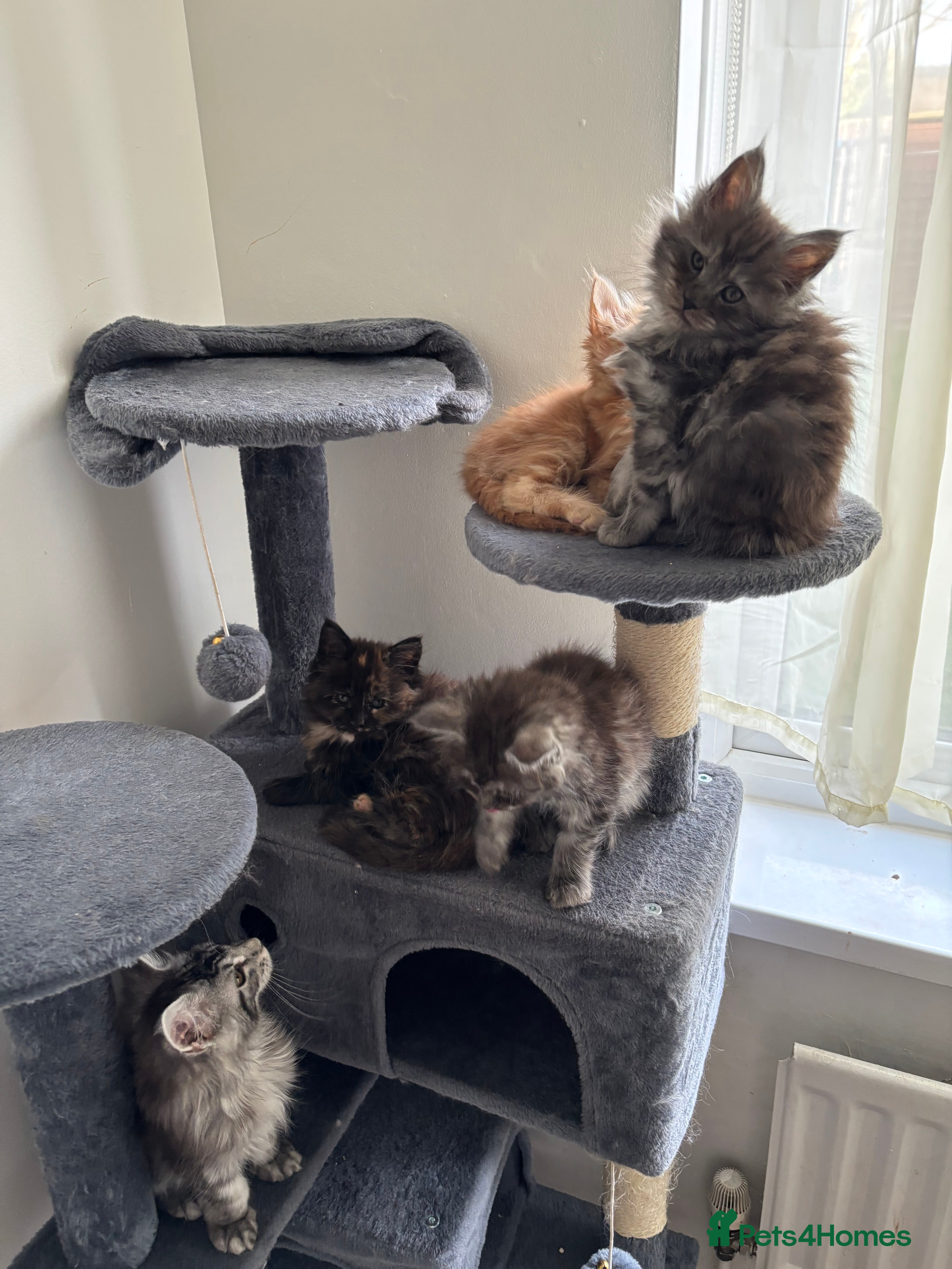 Maine Coon cats Beautiful Maine Coon Kittens  - Advert 5