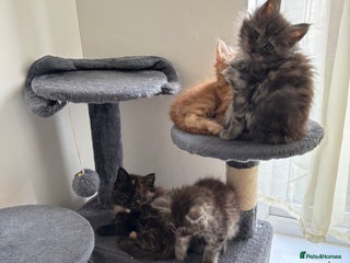 Maine Coon cats Beautiful Maine Coon Kittens - Advert 5