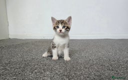 Mixed Breed cats for sale:  kittens avaliable now - Image 12