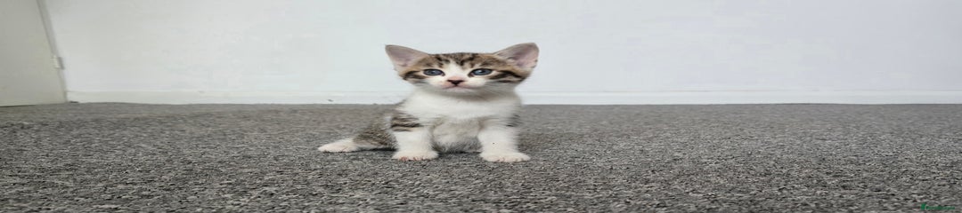 Mixed Breed Kitten 2