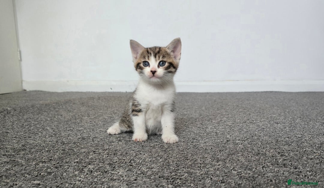 Mixed Breed cats for sale:  kittens avaliable now - Image 12
