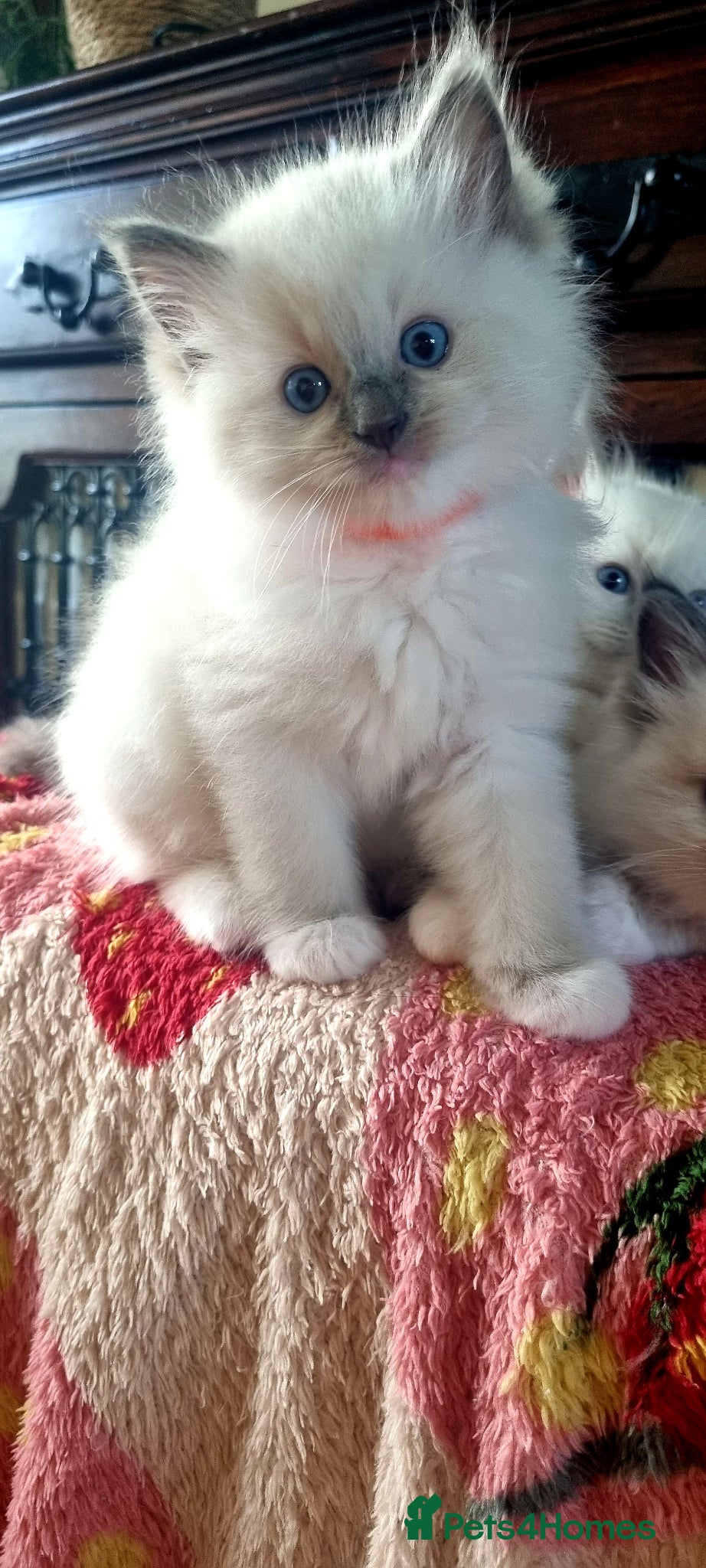 Ragdoll cats Fluffy Ragdoll  kittens  - Advert 5