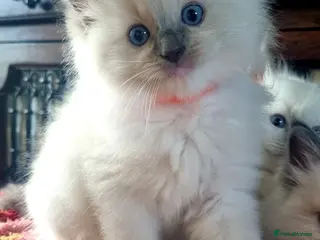 Ragdoll cats Fluffy Ragdoll kittens - Advert 5
