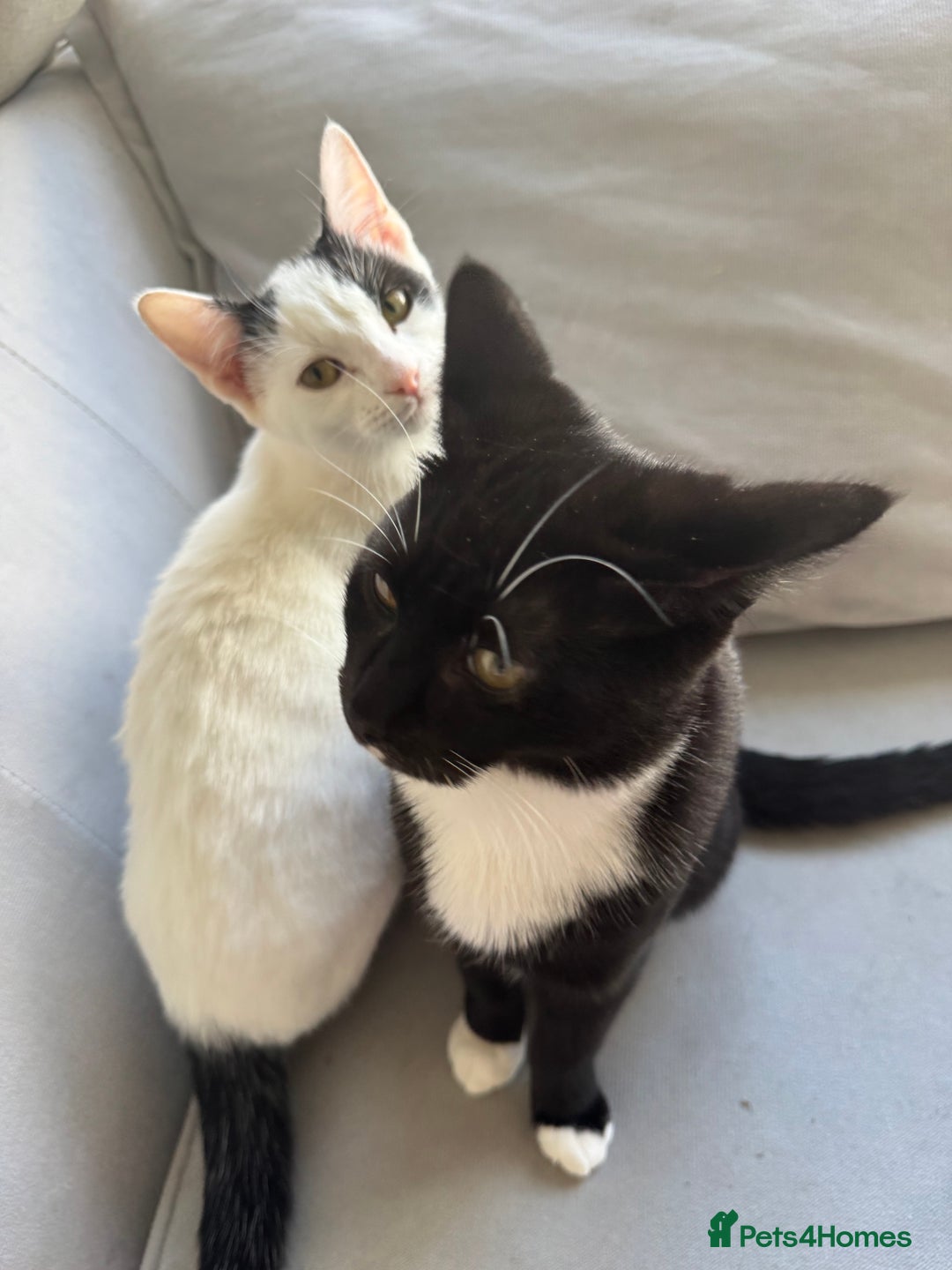 Mixed Breed cats for sale: Girl and boy for sale - Image 2