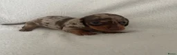Miniature Dachshund dogs for sale: 💖Gorgeous mini dachshund puppies💙 - Advert 22