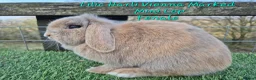 Mini Lop rabbits for sale: Various Adult Mini Lops  - Advert 8