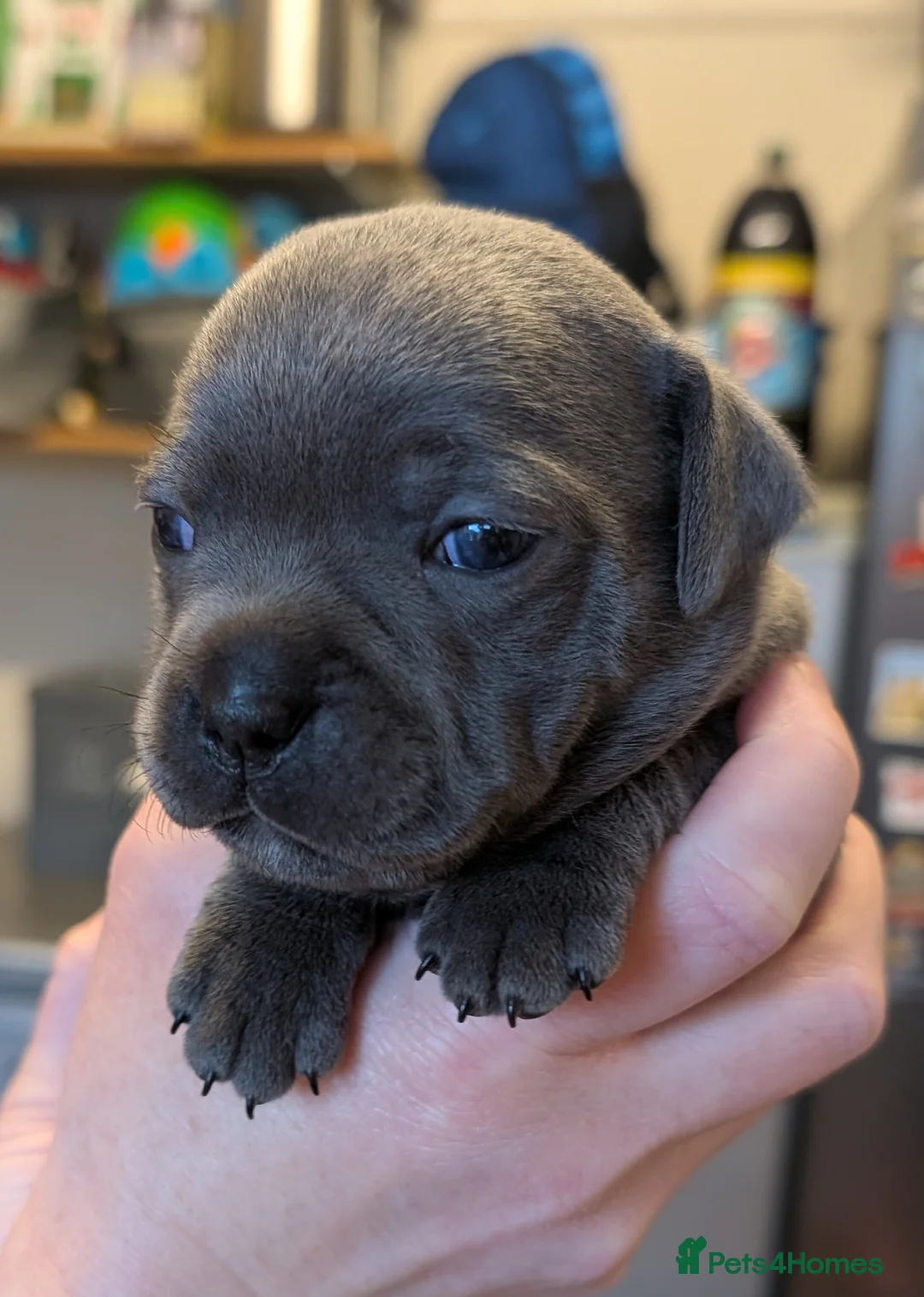 Staffordshire Bull Terrier dogs for sale: King Fury KCreg excellent pedigree blue/black pups - Advert 2