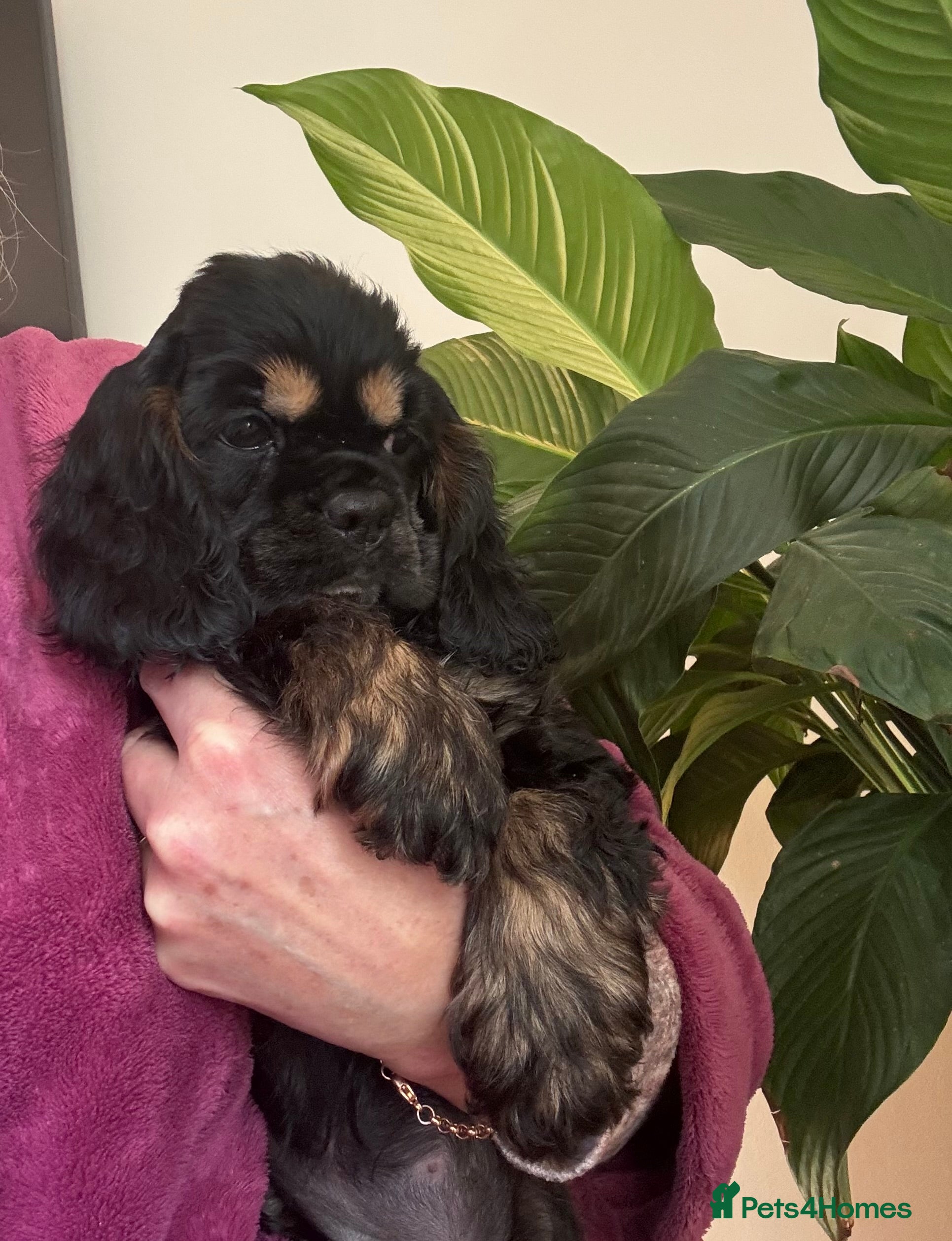 American Cocker Spaniel dogs KC reg American puppies - Advert 1