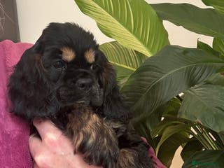American Cocker Spaniel dogs KC reg American puppies - Advert 3