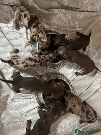 Dachshund dogs - Advert 1