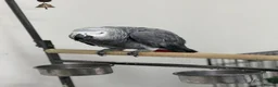 Parrots birds for sale: African Grey Forsale  in Smethwick - Advert 4