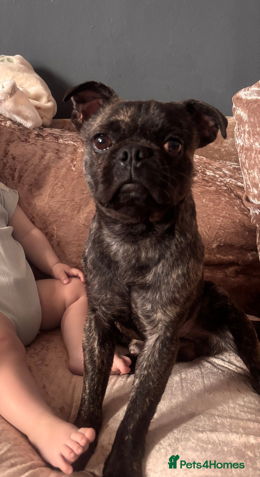 Pug dogs for sale: 1 year old male pug  - Advert 1