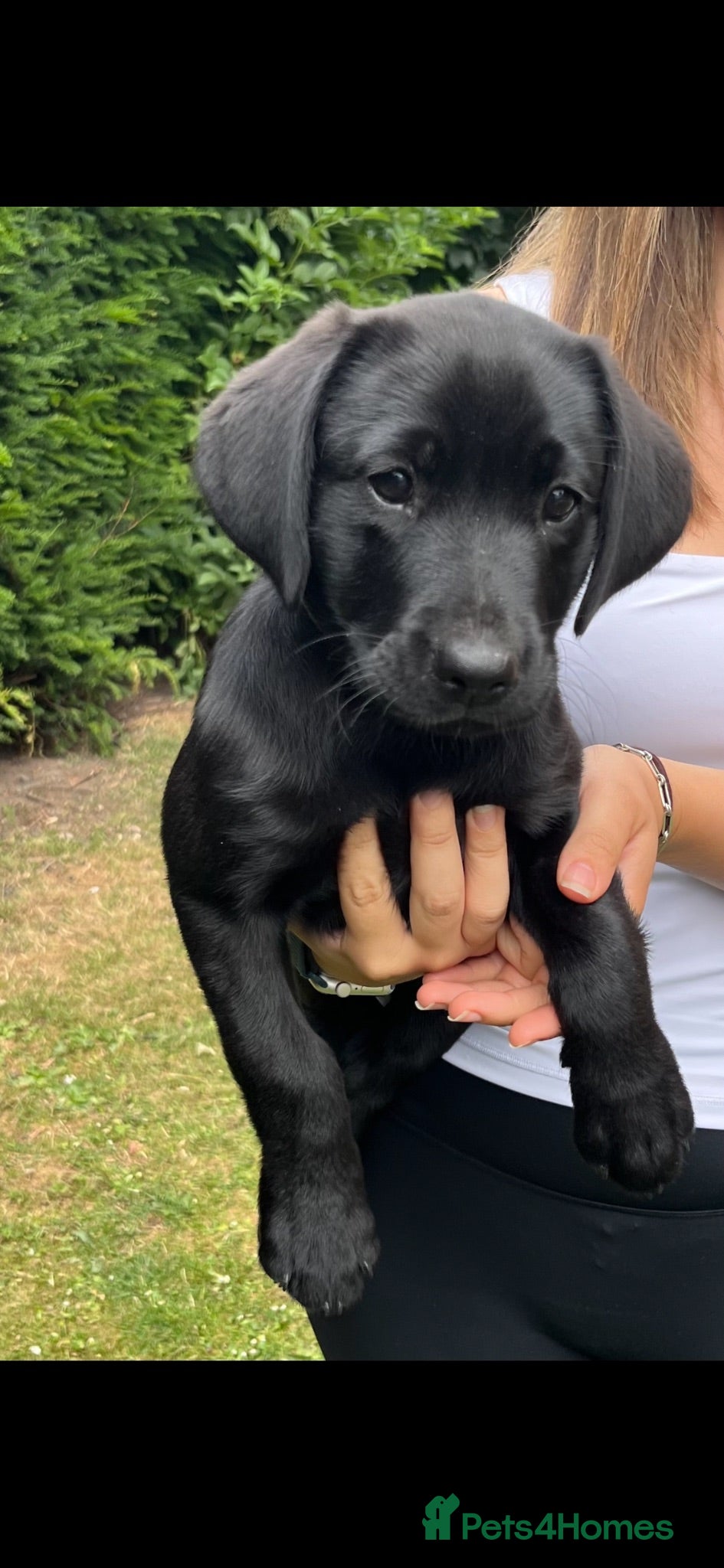 Labrador Retriever dogs RKC Black Labrador Puppies for Sale - Advert 17