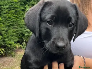Labrador Retriever dogs RKC Black Labrador Puppies for Sale - Advert 17