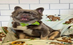 French Bulldog dogs for stud: Blue fluffy stud available  - Image 4