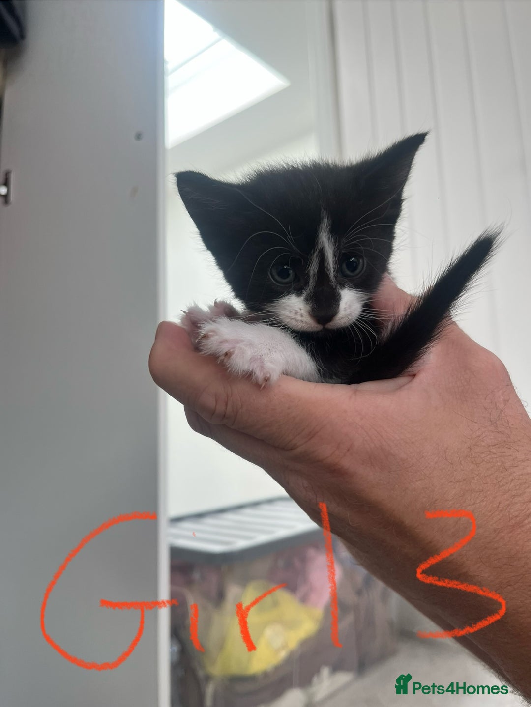 Mixed Breed cats for sale: 8 Gorgeous kittens looking for their forever homes - Image 18