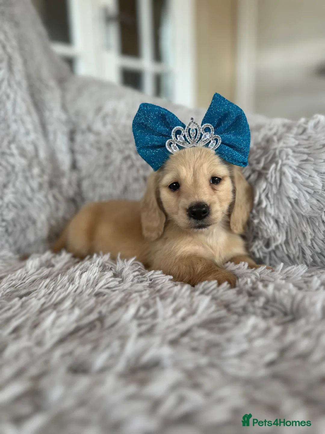 Miniature Dachshund dogs for sale: Adorable KC registers long haired dachshund - Advert 6