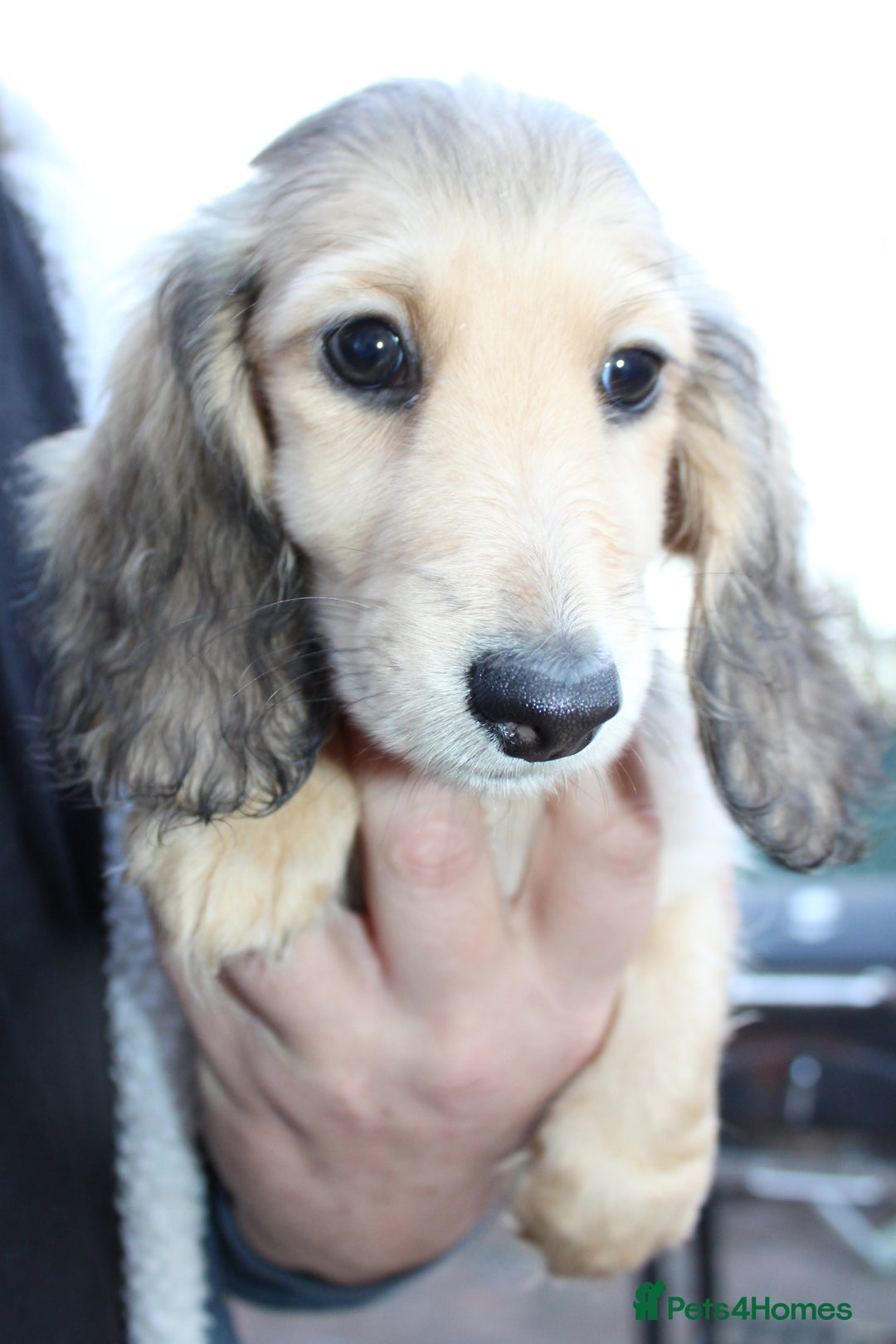 Miniature Dachshund dogs for sale: Long Hair cream  - Advert 2