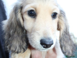 Miniature Dachshund dogs Long Hair cream - Advert 10