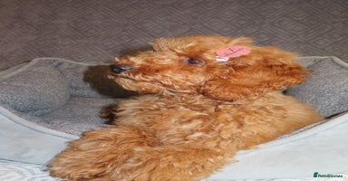 Toy Poodle dogs - Advert 11