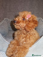 Toy Poodle dogs - Advert 14