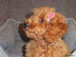 Toy Poodle dogs - Advert 22