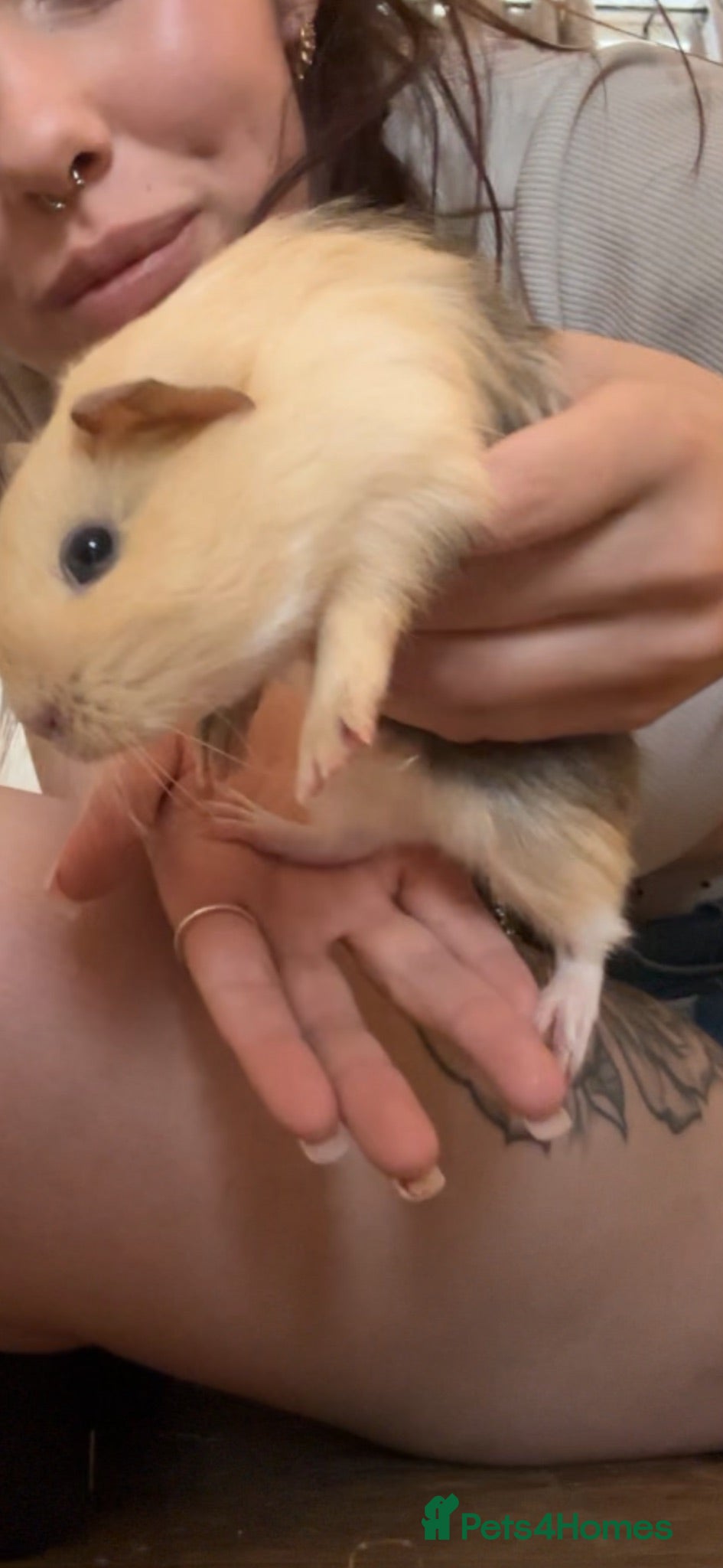 Guinea Pig rodents 2 Male baby Guinea pigs.  - Advert 3