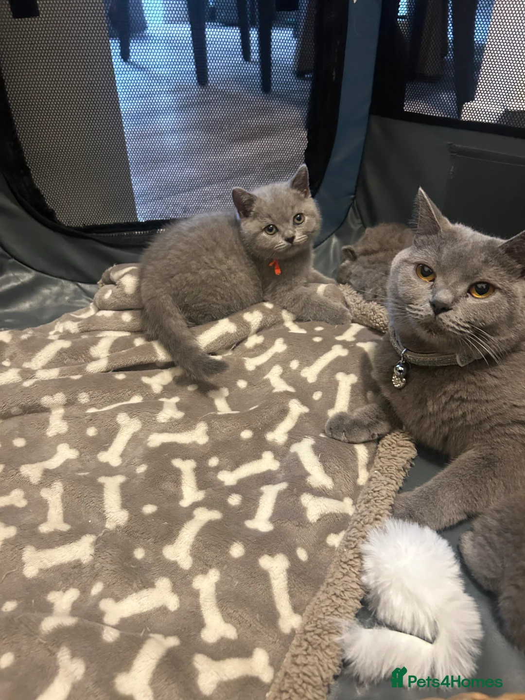 British Shorthair cats for sale: Gccf registered litter British short hair  - Advert 2