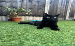 British Longhair cats for sale: Three kittens for sale  - Image 8