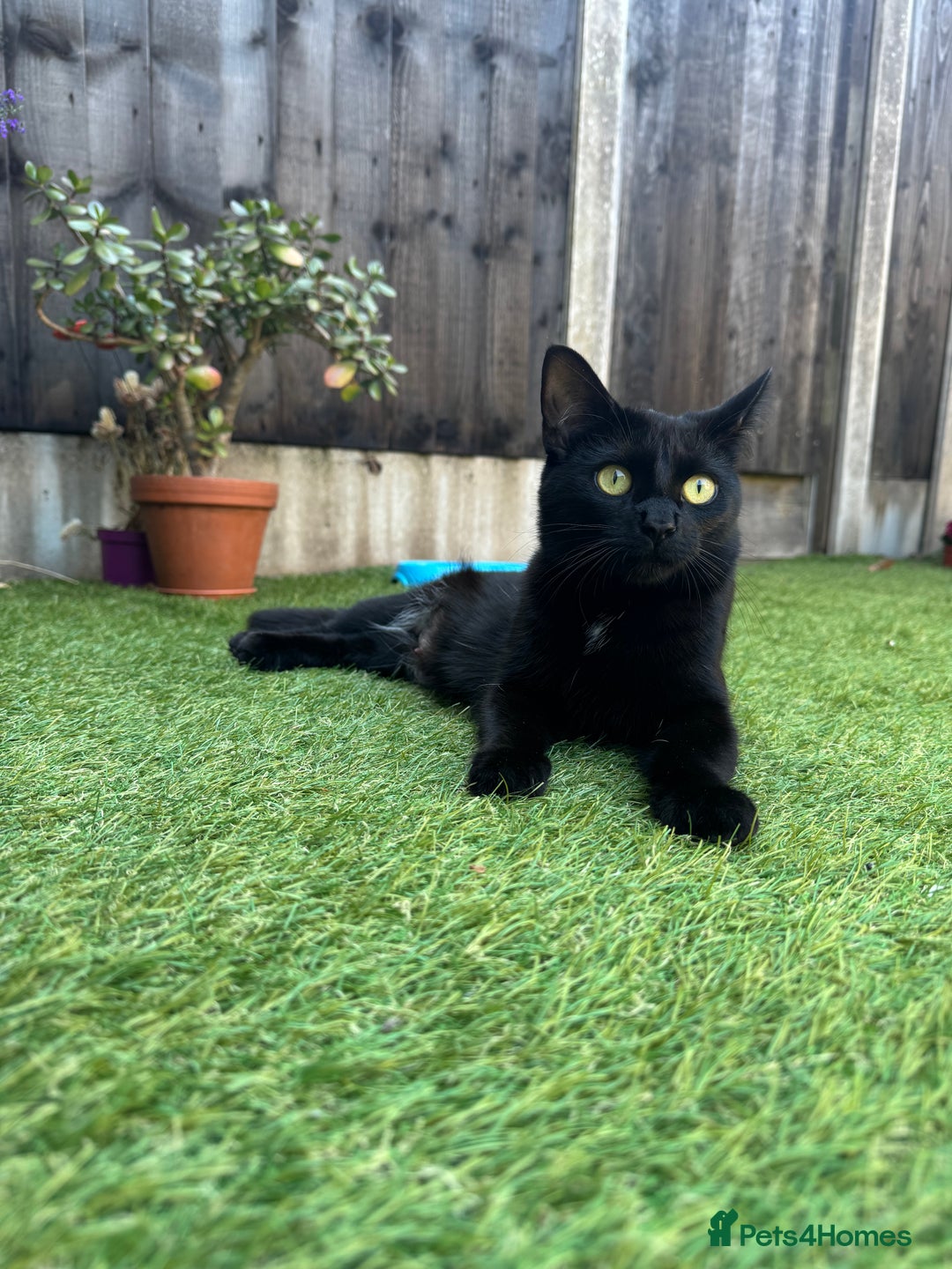 British Longhair cats for sale: Three kittens for sale  - Image 8