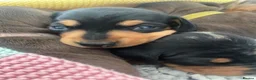 Miniature Dachshund dogs for sale: 3 beautiful girls  - Advert 17