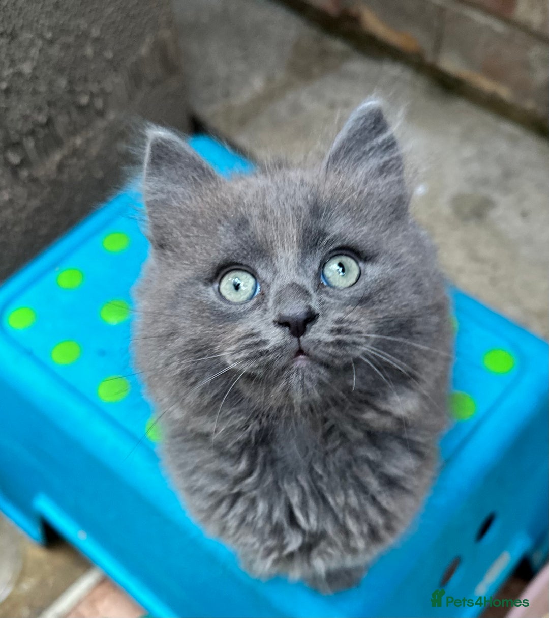 Norwegian Forest Cat cats for sale: 7 Exceptionally beautiful Norwegian Forest kittens - Advert 5