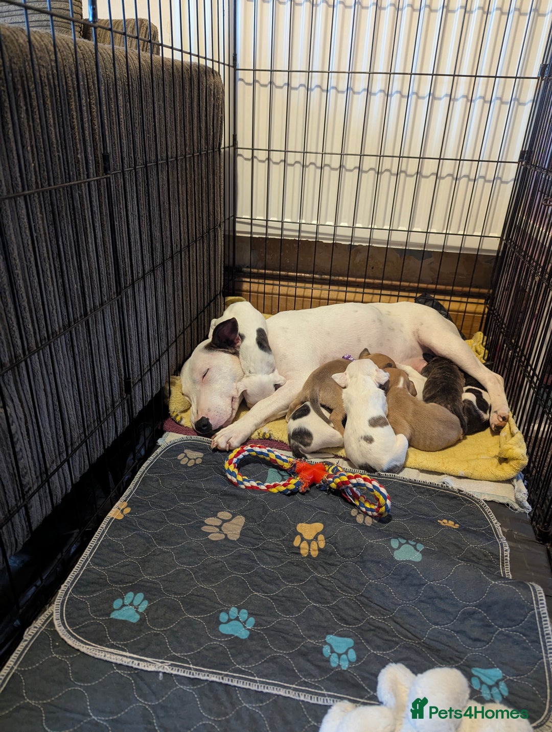 English Bull Terrier dogs for sale: 7 gorgeous EBT x puppies - Advert 9