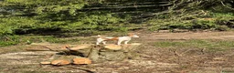 Jack Russell dogs for sale: Jack Russell puppy 1 male 9 weeks  - Advert 5