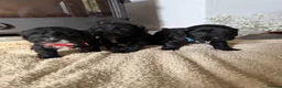 Cockapoo dogs for sale: Health tested F1 Cockapoos  - Advert 20