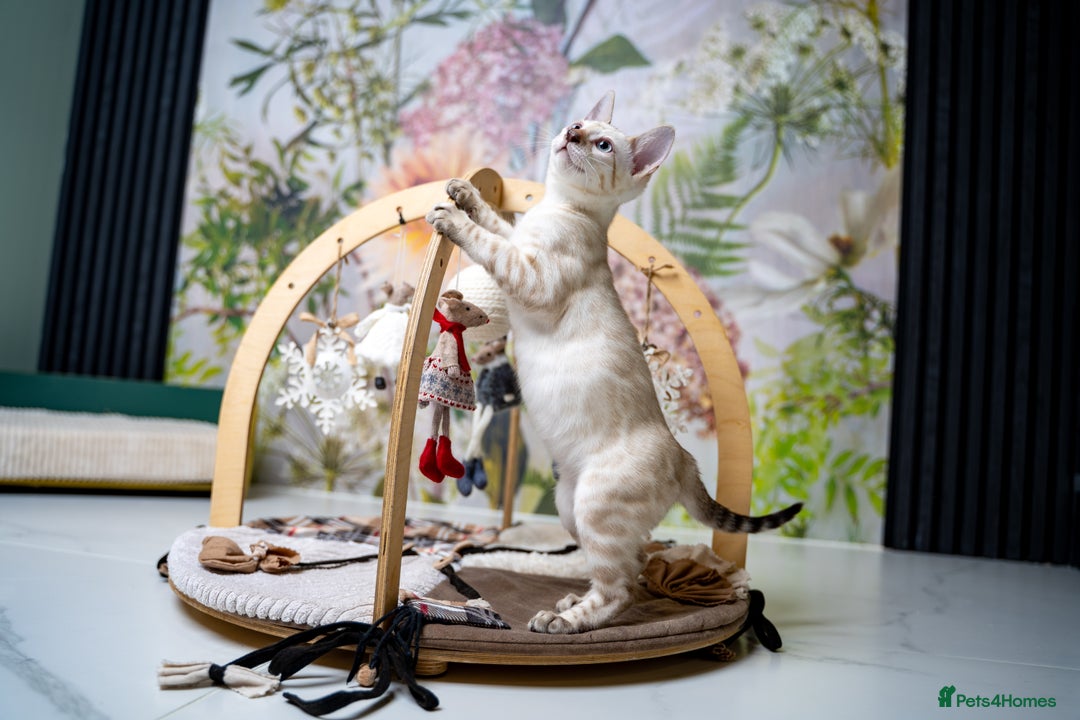 Bengal cats for sale: GOOBER-Snow Lynx Pure Bengal-TICA REG.-Playful boy - Advert 21