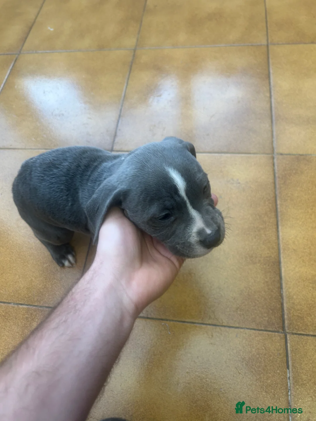 Staffordshire Bull Terrier dogs for sale: Adorable Blue-Eyed Grey Staffordshire Bull Terrier - Advert 22