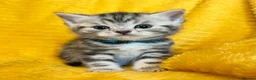 British Shorthair cats for sale: Stunning British Shorthair Kittens  - Advert 1