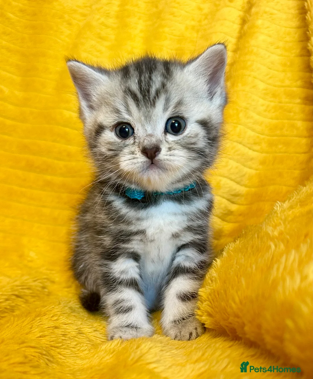 British Shorthair cats for sale: Stunning British Shorthair Kittens  - Advert 1