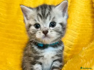 British Shorthair cats Stunning British Shorthair Kittens - Advert 3