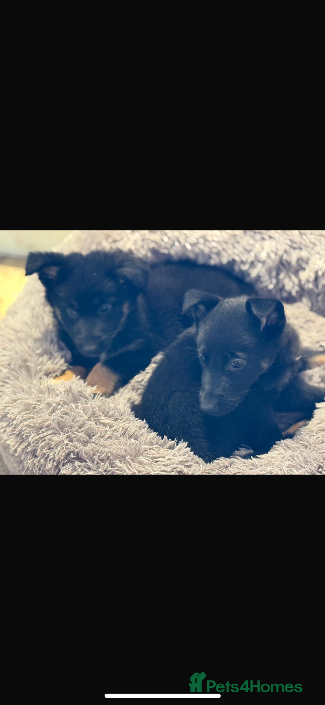 Mixed Breed dogs for sale: 🐶German Shepherd X Puppies🐶 - Image 7