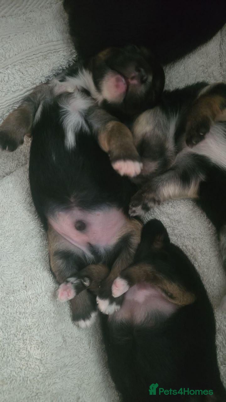 Morkie dogs Morkies <3 5 gorgeous puppies  - Advert 2