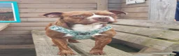 Boston Terrier dogs for sale: Boston X Puppies for sale  - Advert 10